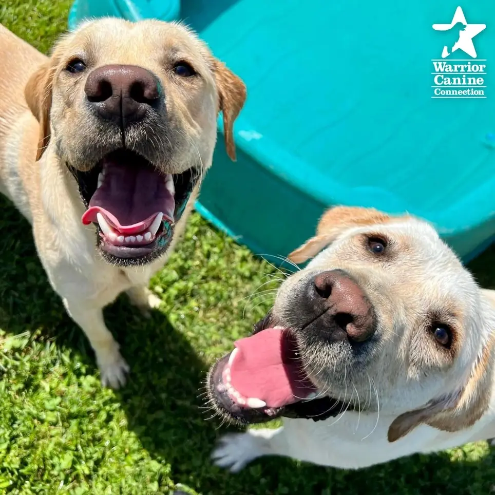 Become a Hero to a Hero! Become a NC Puppy Parent!