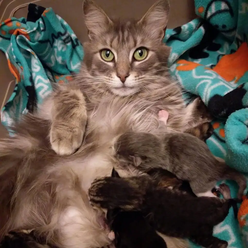 Meownificent Cat Foster Homes Needed