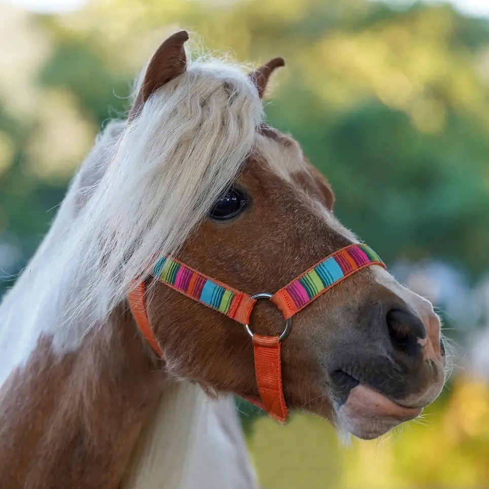 Volunteer & Community Engagement Lead - Robin's Nest Rescue