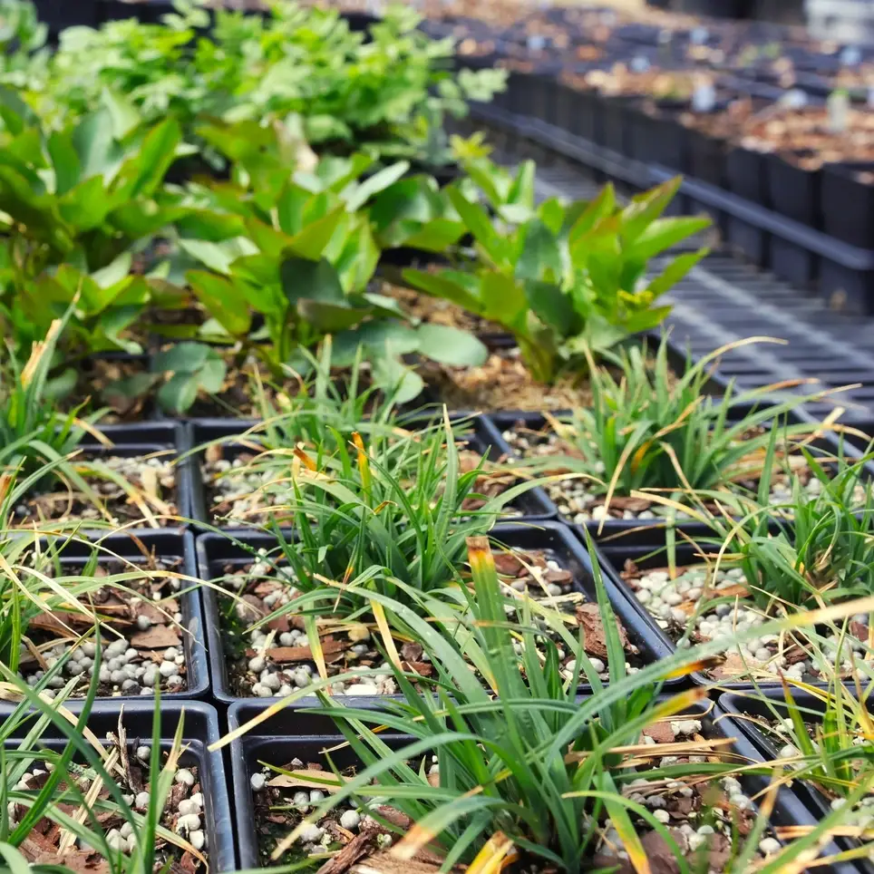 03/24/26 Perennial Pollinator Planting - Middle Patuxent Environmental Area