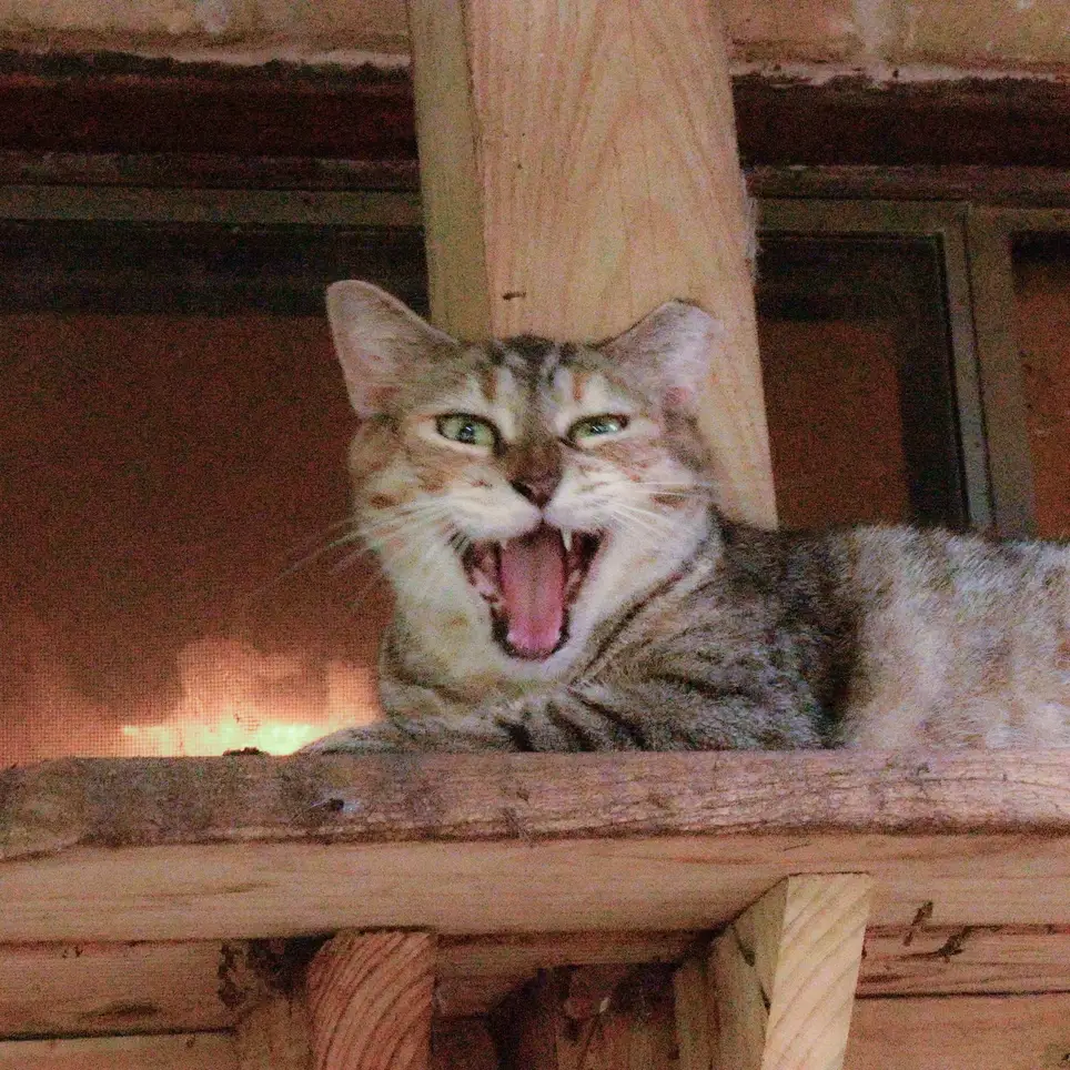 Have love to give? Cat fosters needed! Temporary and Forever