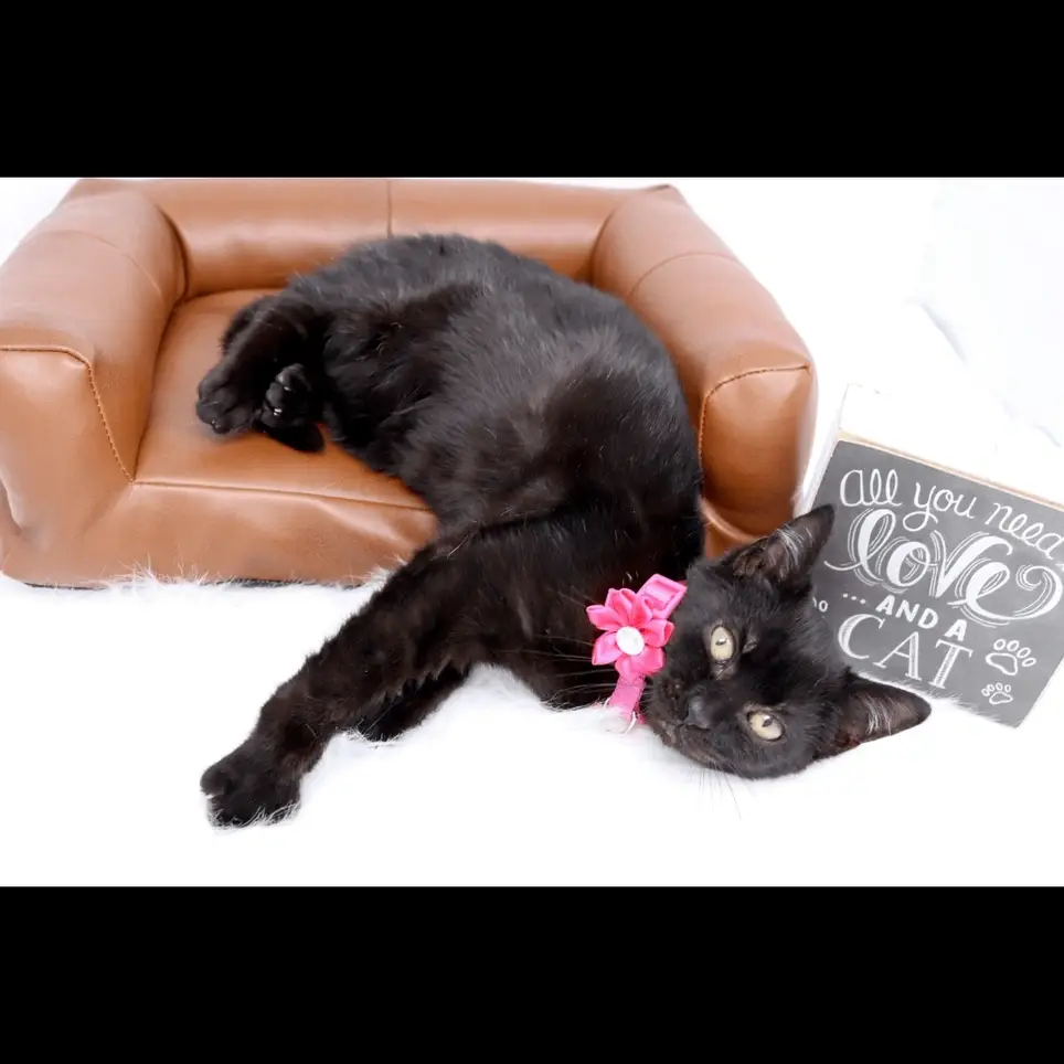 Volunteers Wanted for PetSmart Commack Adoption Center