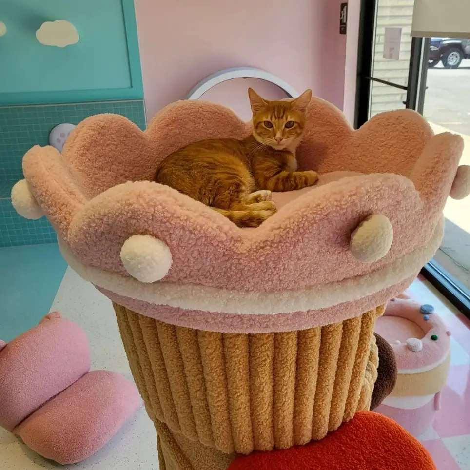 Cat Cafe Volunteer Opportunity