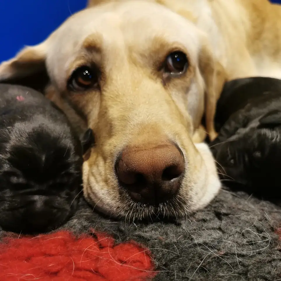 Breeding Dog Volunteer