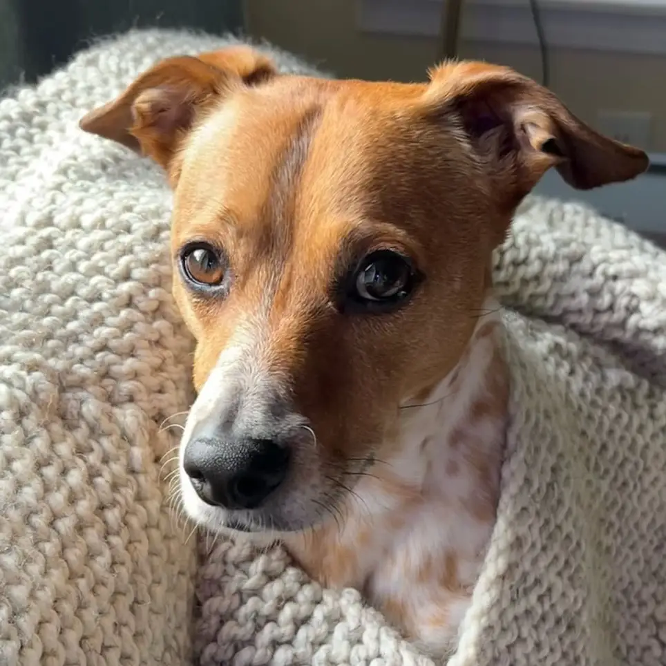 You and Your Furry Friend can become a Hospice Team!