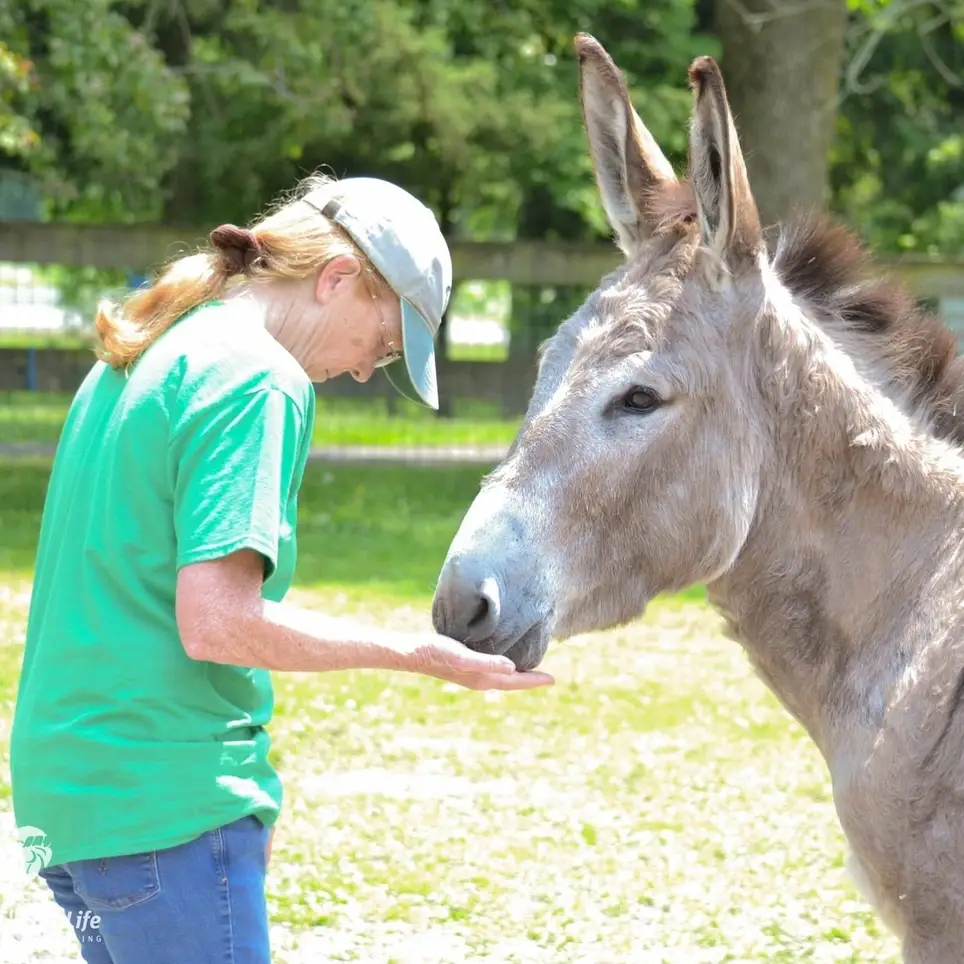 Horse Care Barn Volunteers