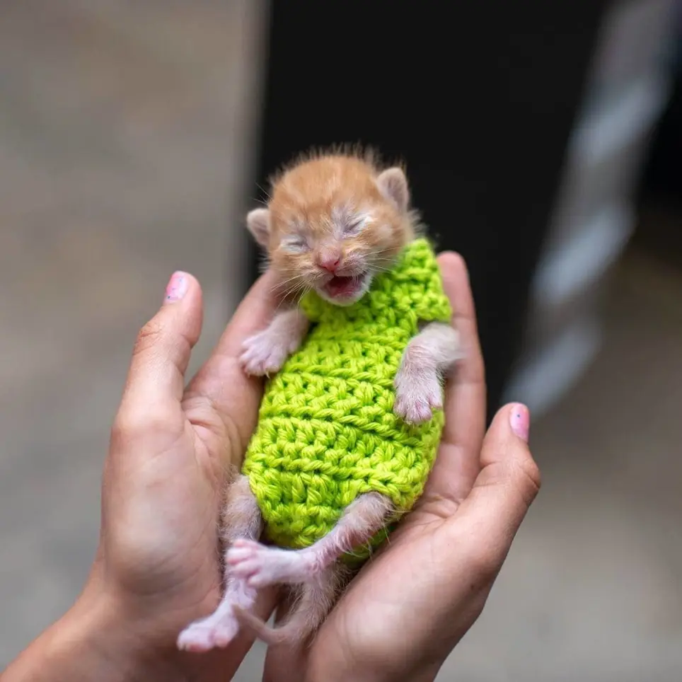 Cat Chauffeur! Transport Cats and Kittens Throughout Los Angeles