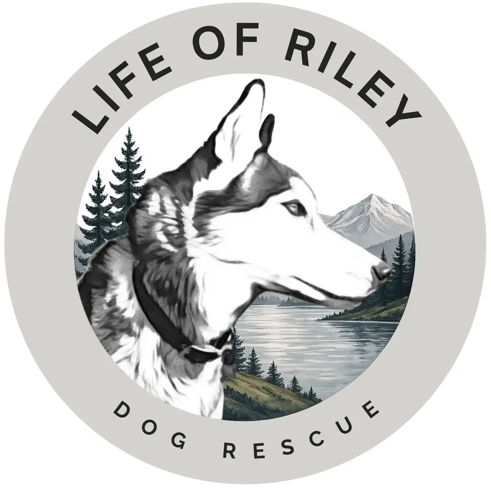 Foster Homes Needed
