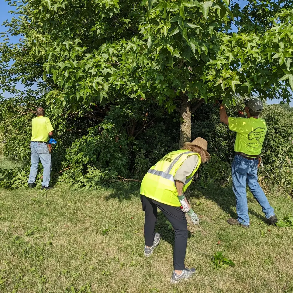 Help prune trees along the streets of Lafayette, Indiana on Saturday mornings