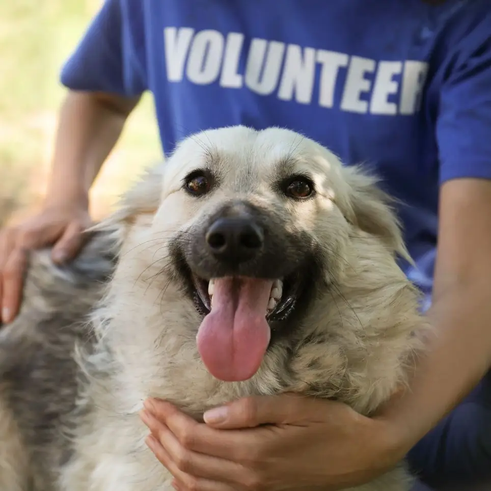 Do you have a therapy pet?