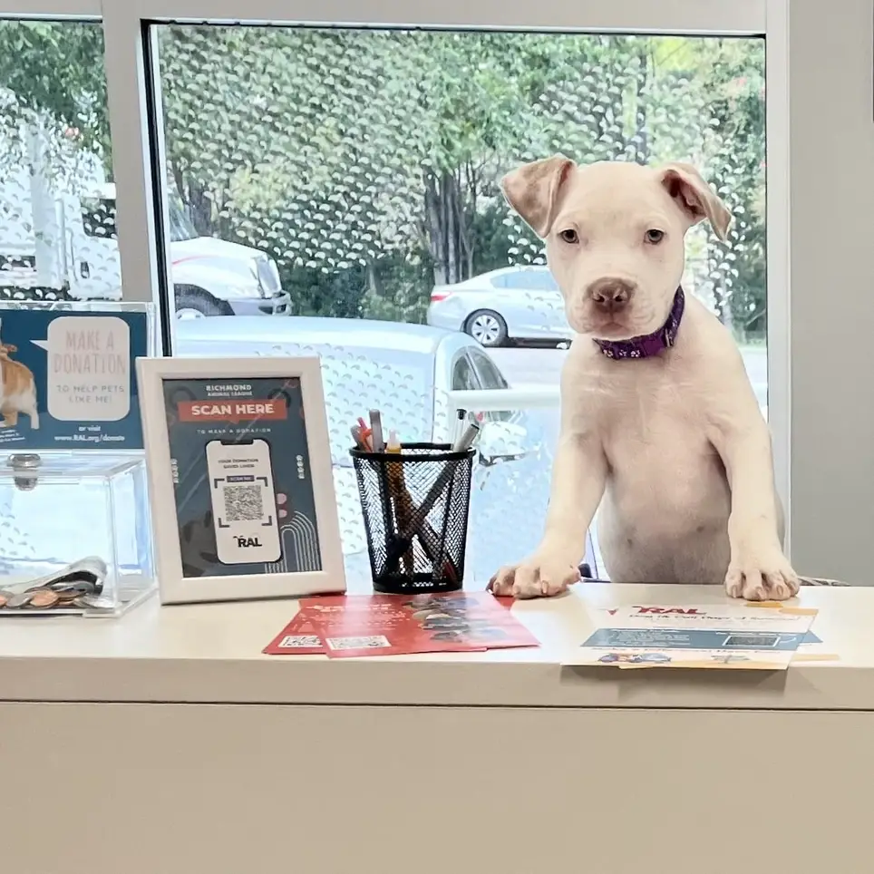 Front Desk Dream Team