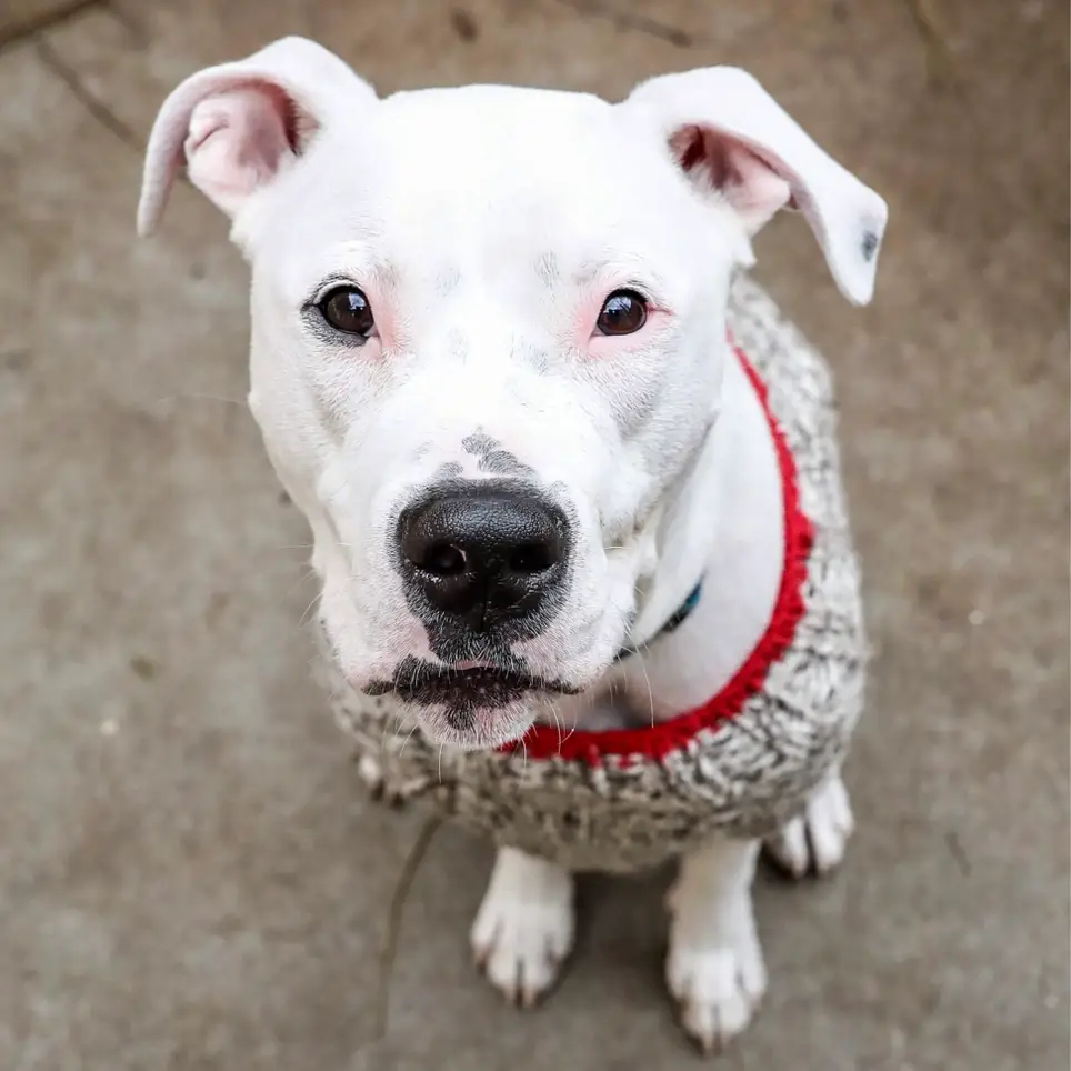 Animal Foster Homes Needed