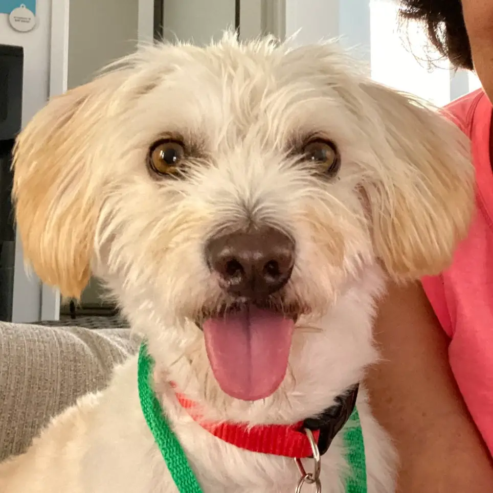 Dog/Puppy Foster Home