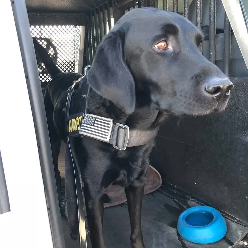 Role Players Needed for K9 Training at Columbus Airport / Informative & Fun!