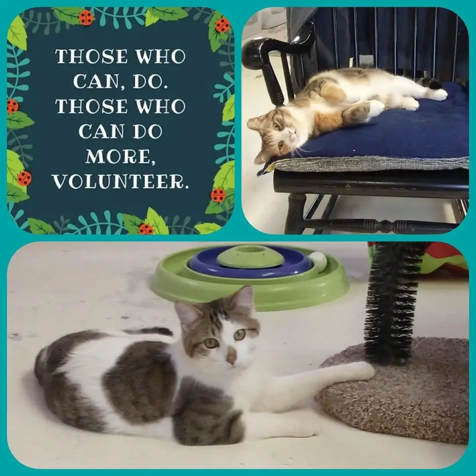 Beautiful cat sanctuary needs purrfect cat loving volunteers in Manchester!
