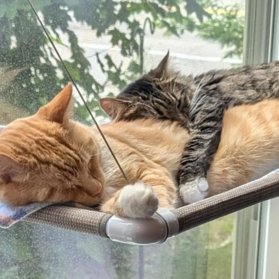 Meow Lounge Volunteer Cleaner