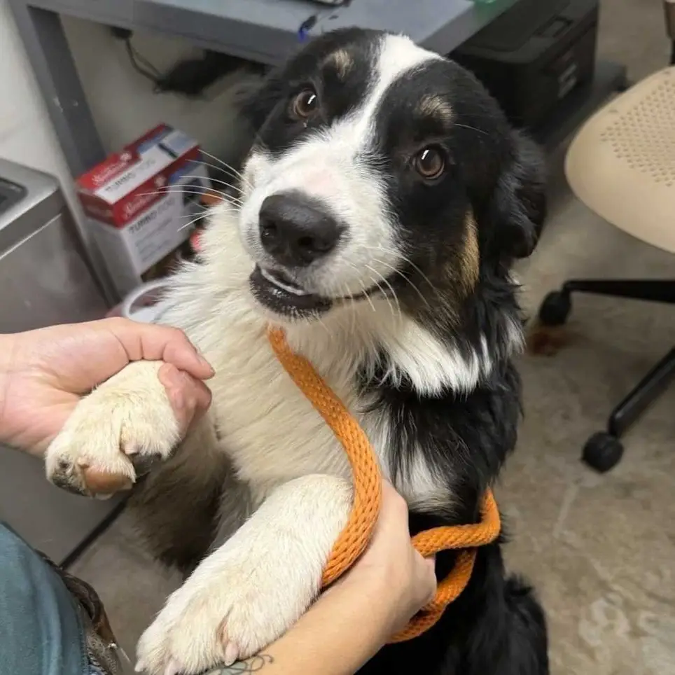 Welcome adopters into our shelter! - Volunteer Opportunity - Idealist