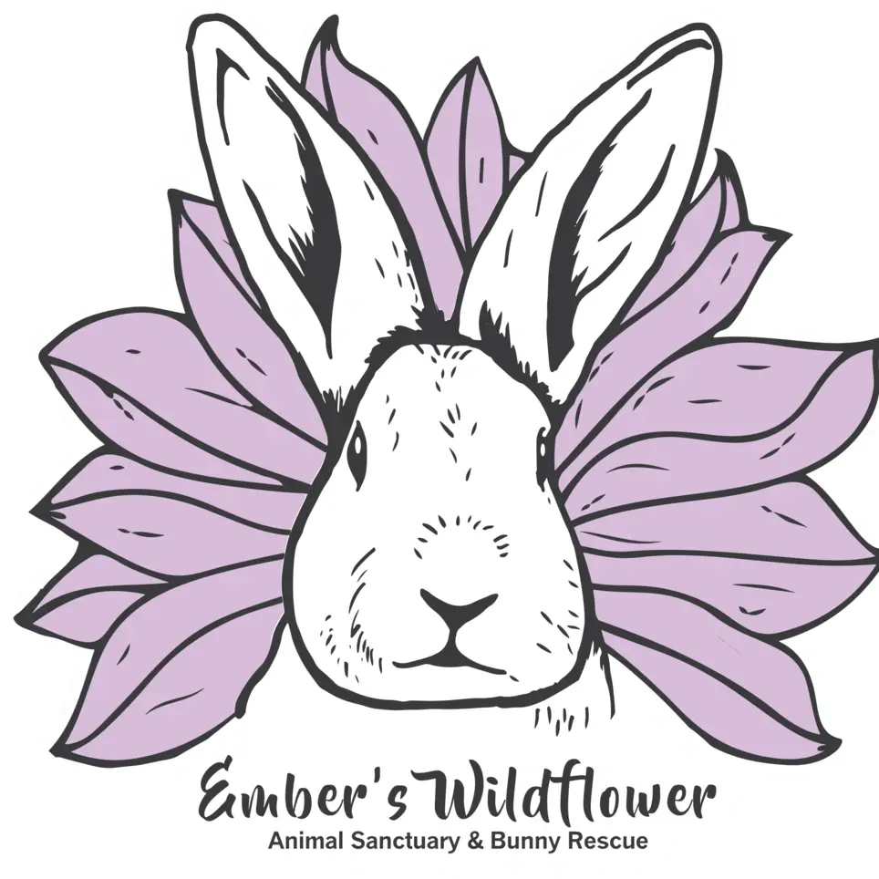 Volunteering with Bunnies