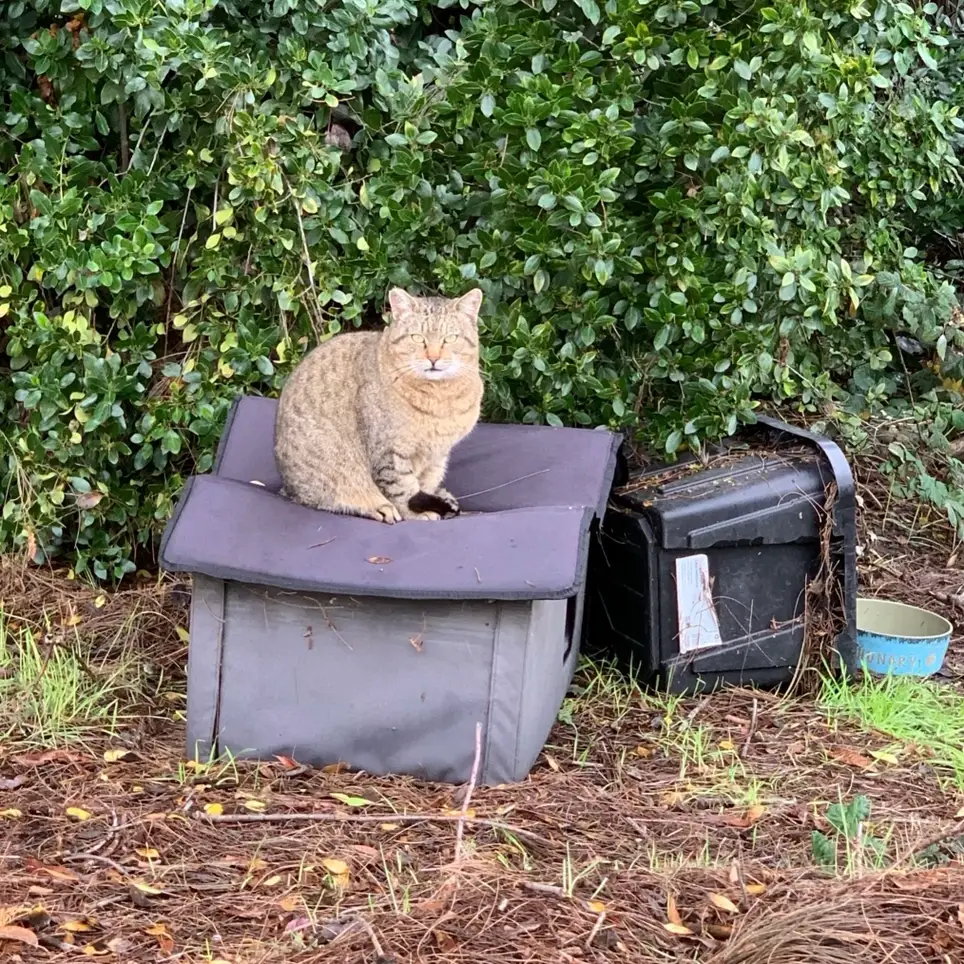 Community Cat Colony Feeder