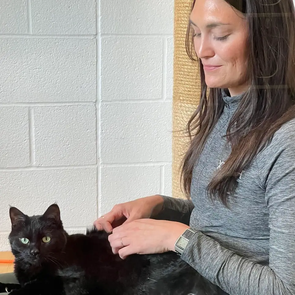 Be a Feline Friend!