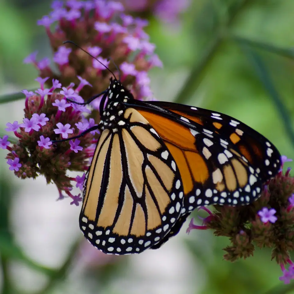Be surrounded by butterflies!