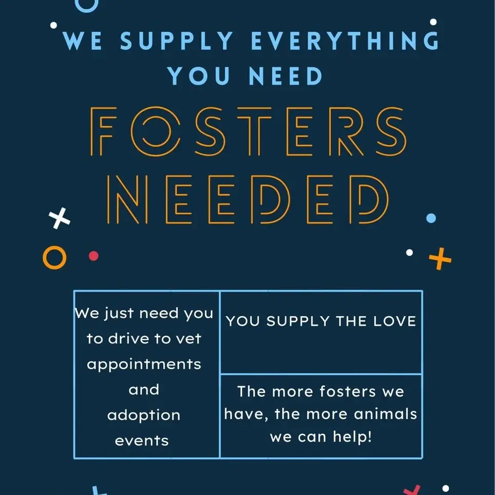 Cat and Dog Foster Homes Needed! We provides the supplies and You provide the Love!