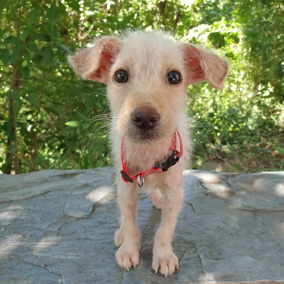 Warehouse Assistance for Animal Welfare Non-Profit