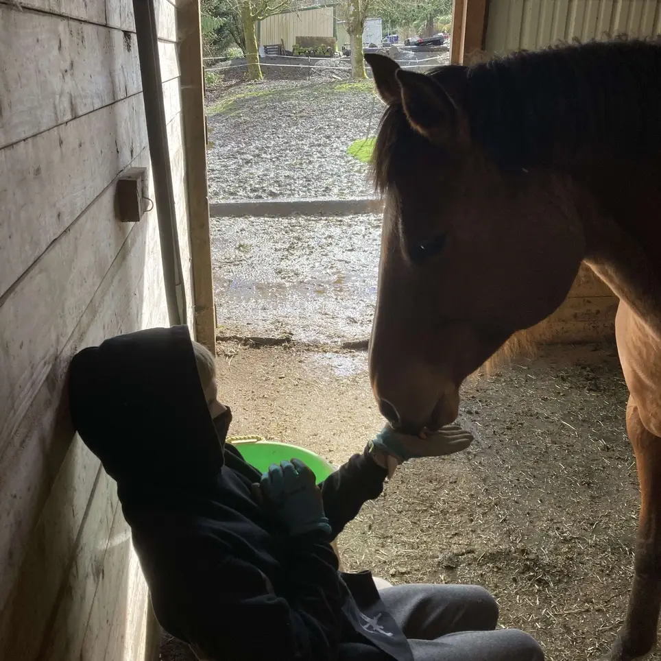 Horses - Class Assistant - Equine Therapy