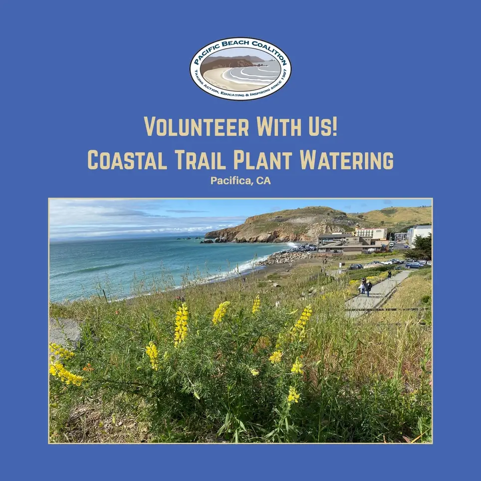 Water Warriors Needed | Water Native Plants | Habitat Restoration at the Beach in Pacifica