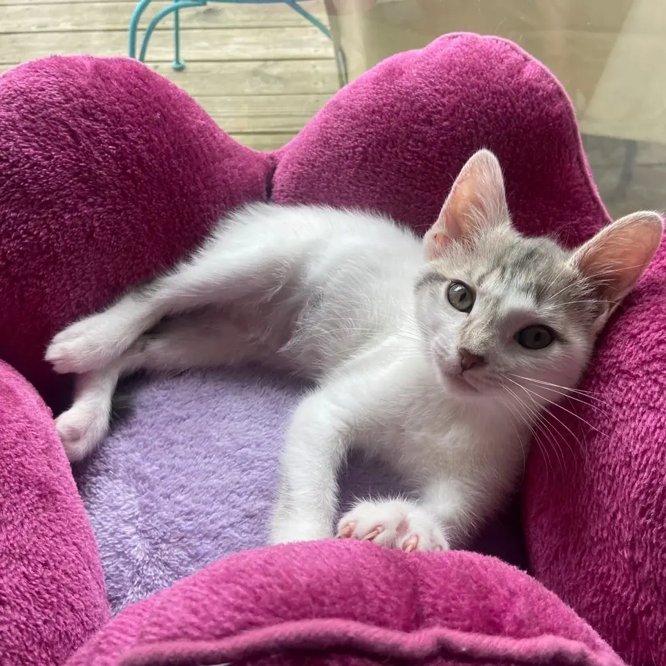 Yoga Instructor for Kitten Yoga