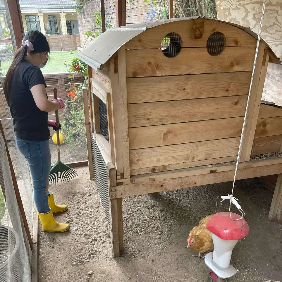 Preschool Garden Assistant-Care for Chickens!