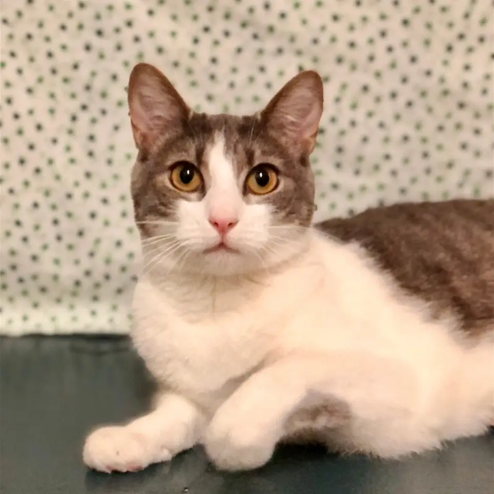 Pet Adoption Center Volunteers