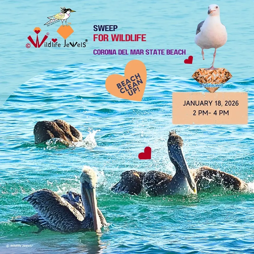 Sweep for Wildlife: New Year Coastal Bird Beach Cleanup — Corona del Mar