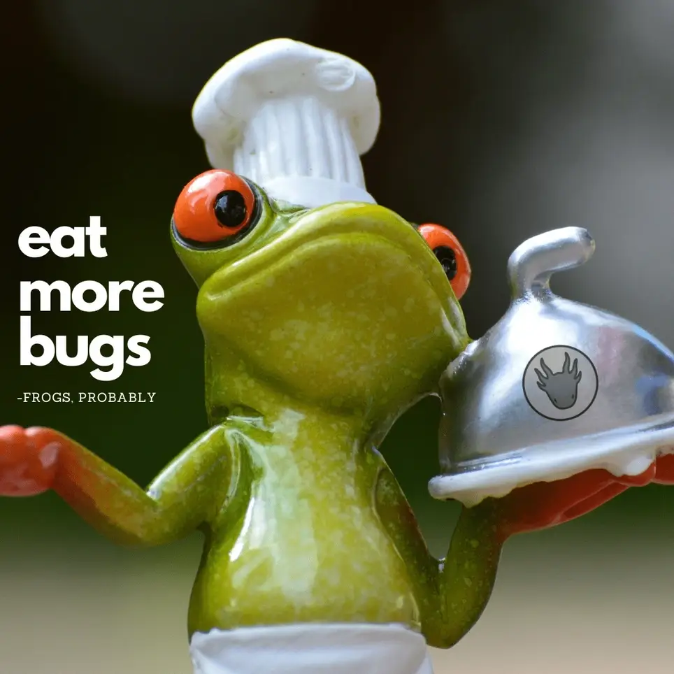 Invertebrate Volunteer - Assistant Bug Lord