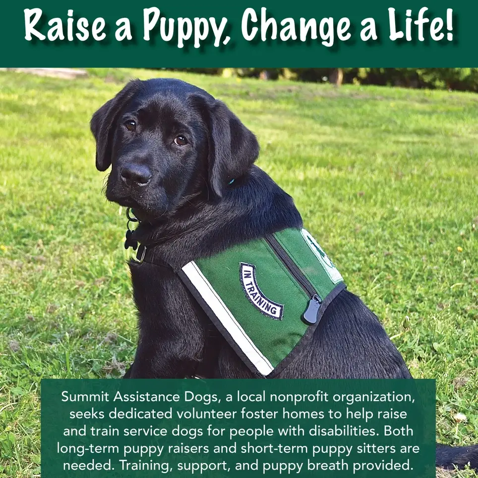 Puppy Sitter for Service Dogs in Training