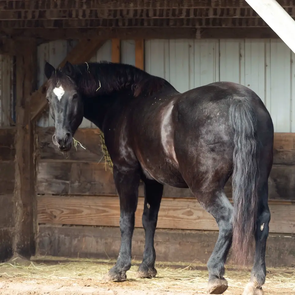 Horse Feeder and Barn Chores