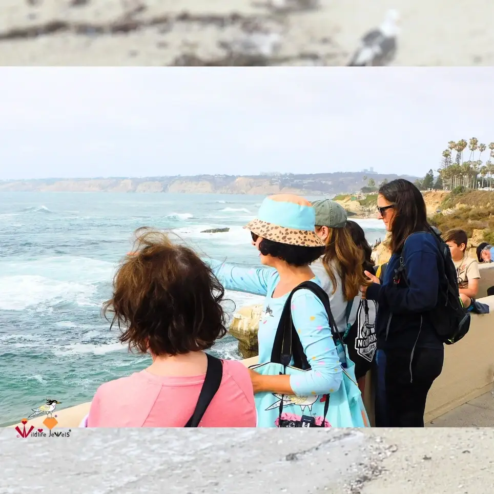 Wildlife Conservation & Outreach Volunteer – San Diego Coast