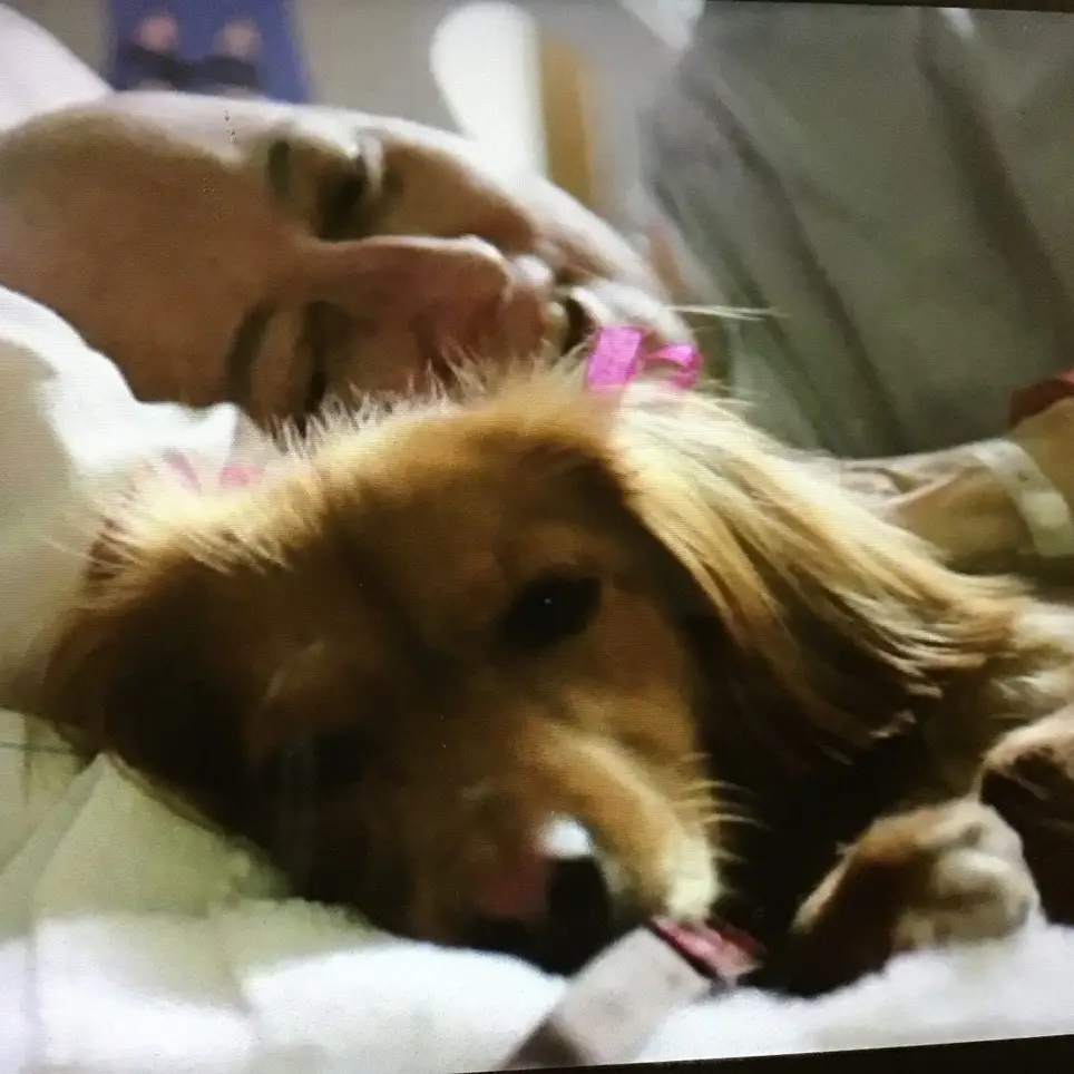 Pet Companions Carmel Area