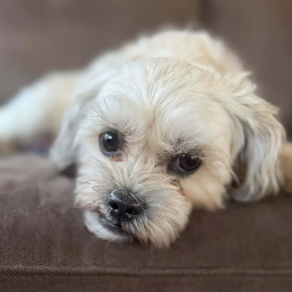 Love Dogs? Become a Dog handler at adoption shows