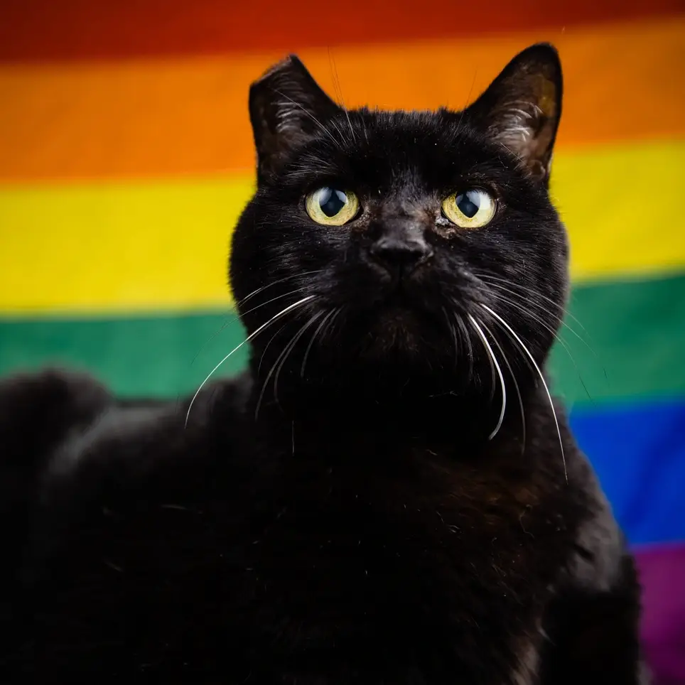 Help shelter Cats and Kittens find new homes!