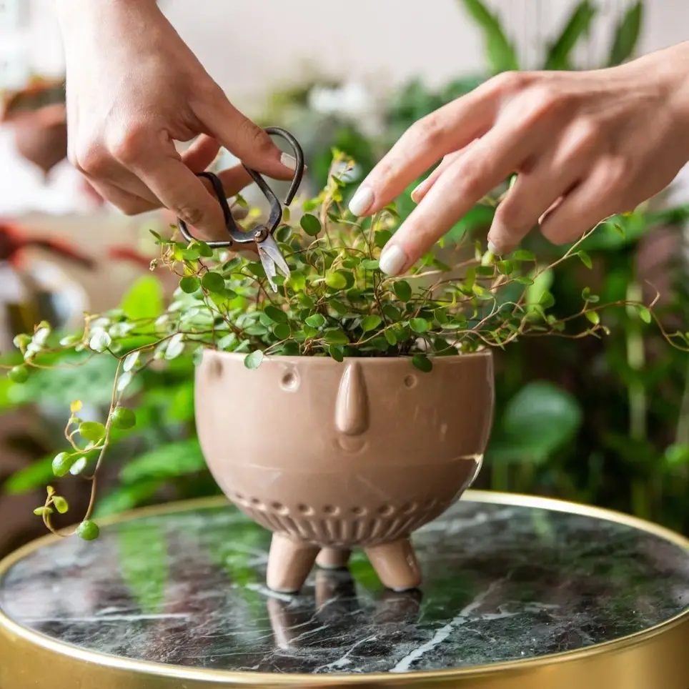 Share your green thumb (University Circle)