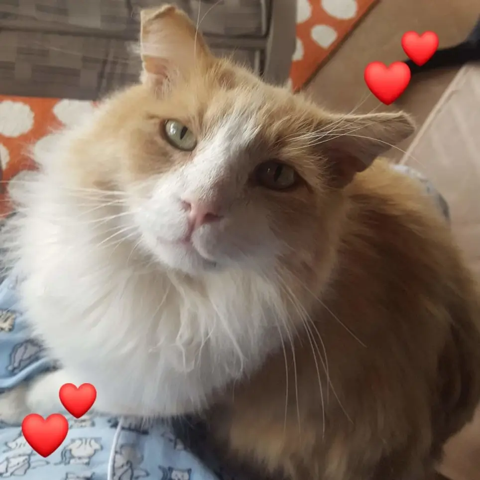 Cat Sanctuary Caregiver 1-3 days per week 2-3 hours