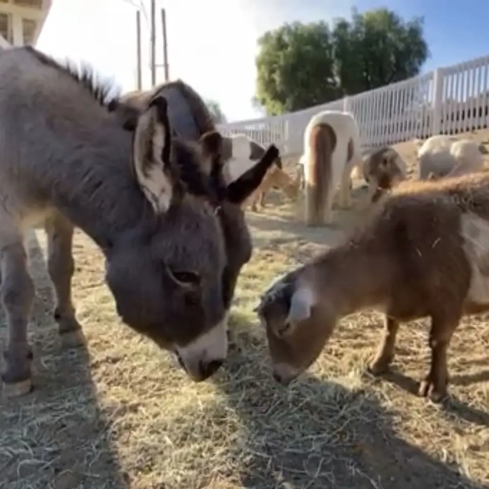 Love barnyard animals? Love helping others?