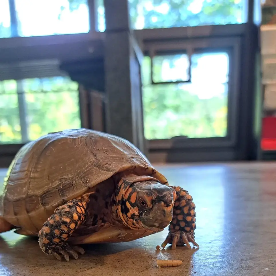 Animal Care Volunteer