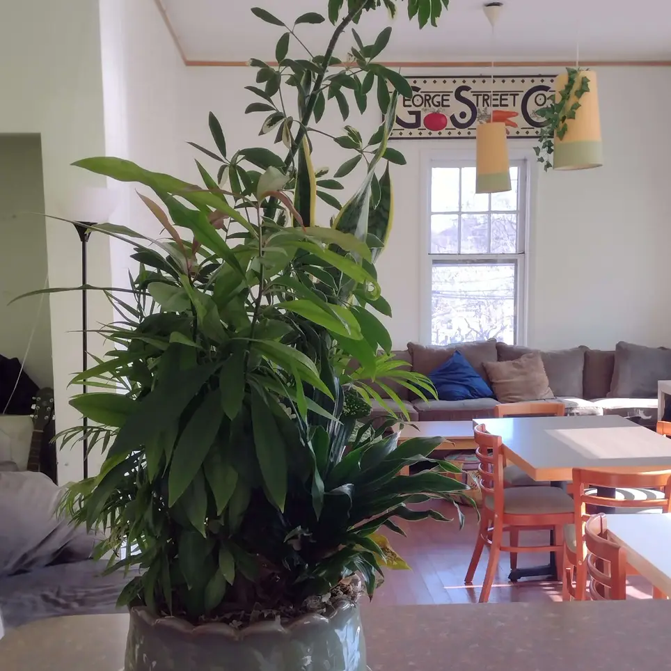 Horticultural wizard wanted