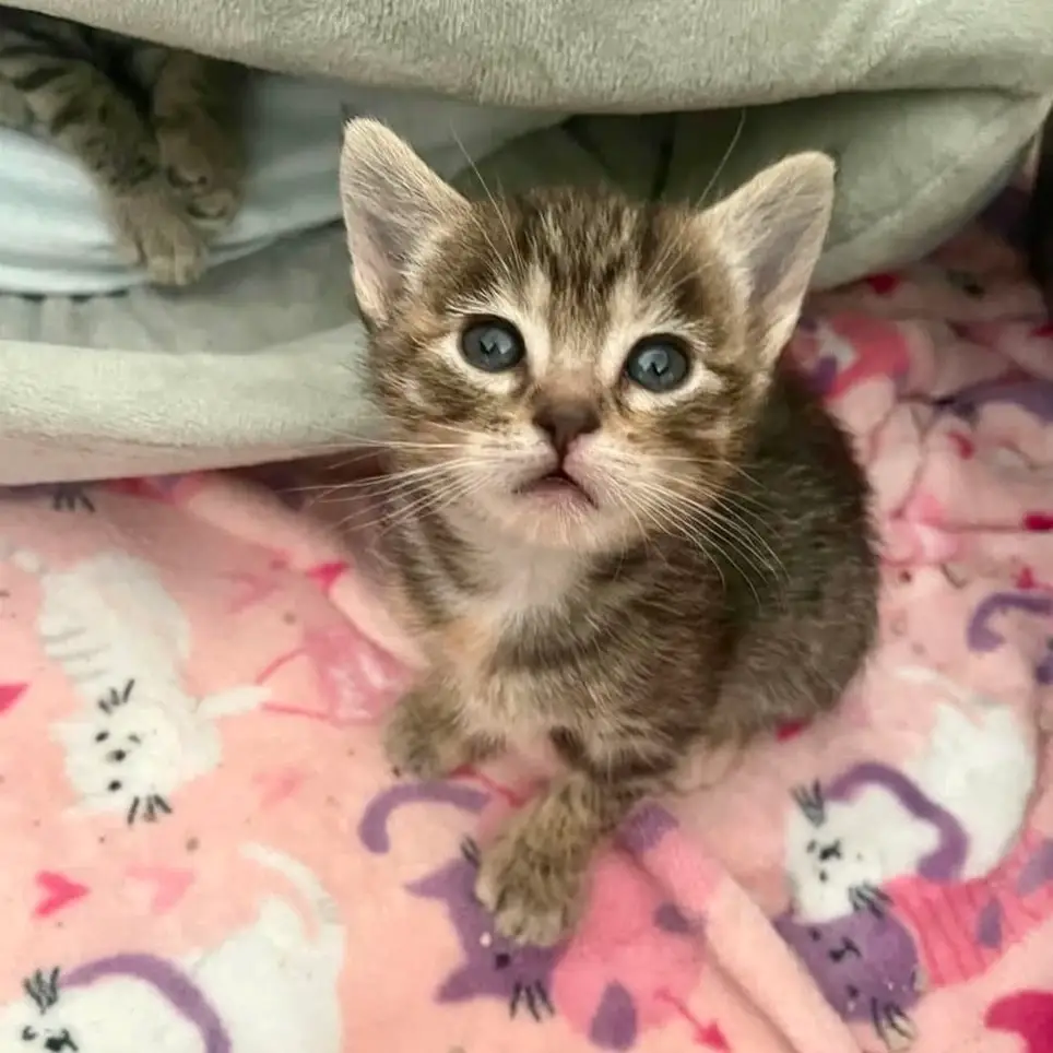 Urgent Call for Fosters: Help Save Lives This Kitten Season!