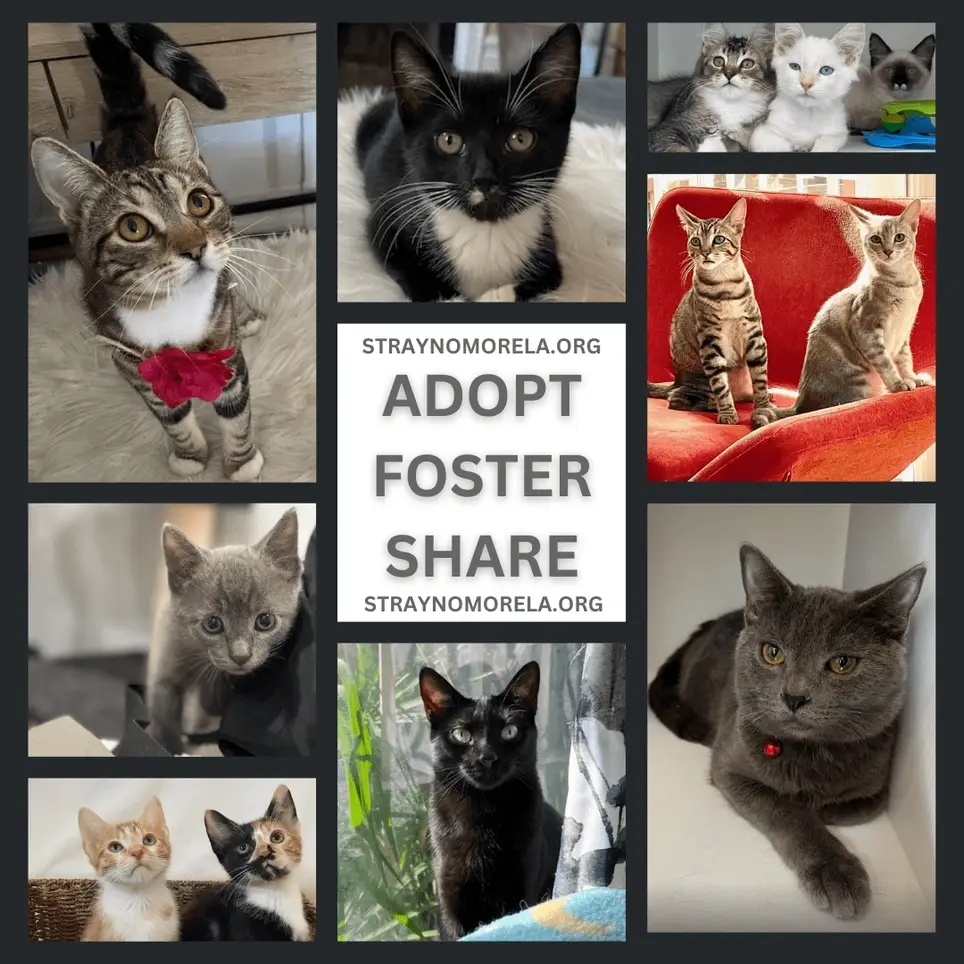 Seeking Support in all areas of the Rescue -- Transportation, Outreach, Animal Socialization