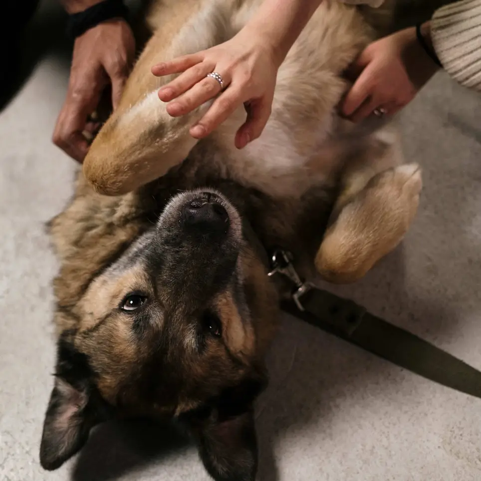 Pet therapy volunteers needed
