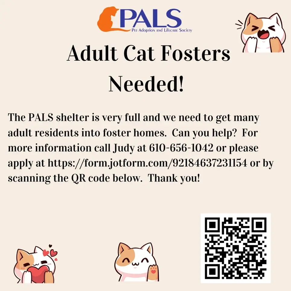 Adult Cat Fosters Needed