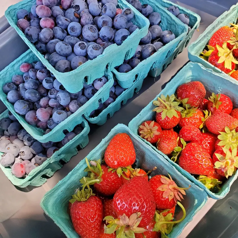 Food For Thought Garden Volunteer
